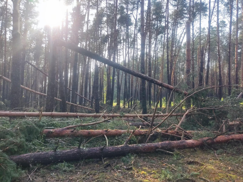У лісах Рівненщини та Волині негода потрощила дерева. Фото