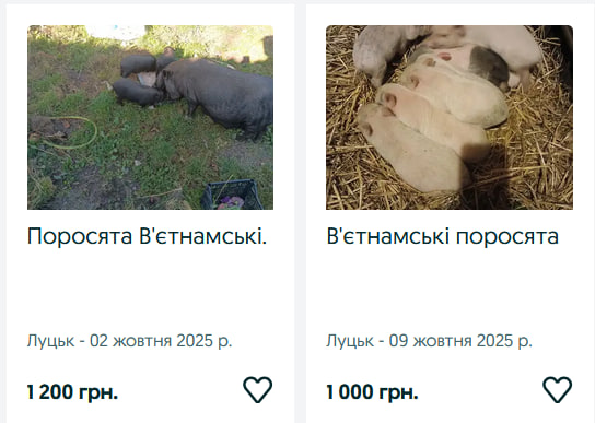 Скільки коштують поросята на Волині?