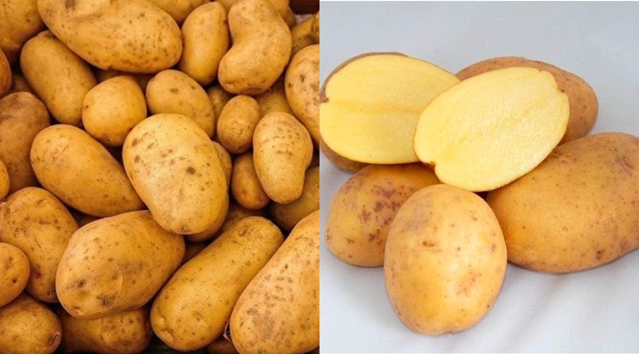 З яких сортів картоплі виходять найсмачніші деруни