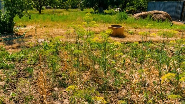 «Платять за воду, але залишилися без неї»: на Волині дачники пів місяця рятують урожай пляшками