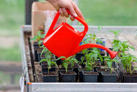 Світло, температура та загартовування: як виростити міцну розсаду на Волині