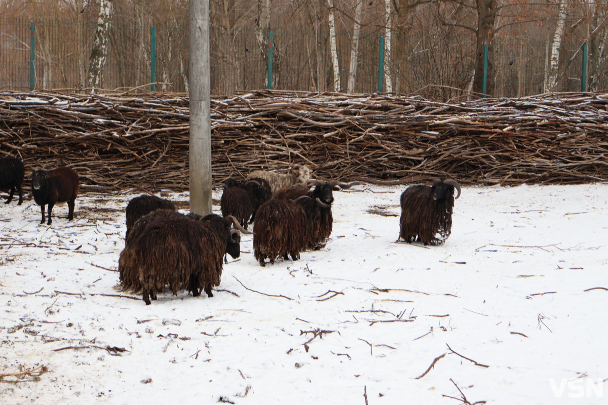 Як живе Луцький зоопарк взимку. Фоторепортаж