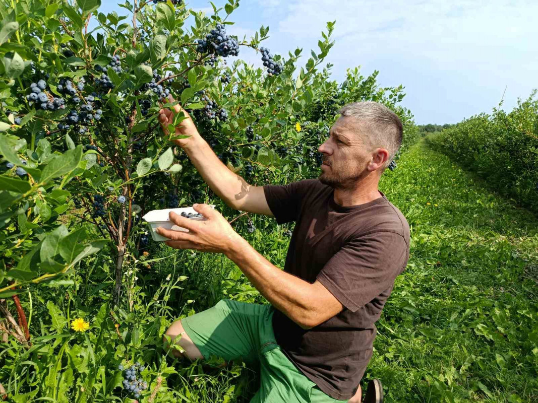 Замість окопів — ягідна плантація: історія ветерана з Волині, який після поранення став фермером