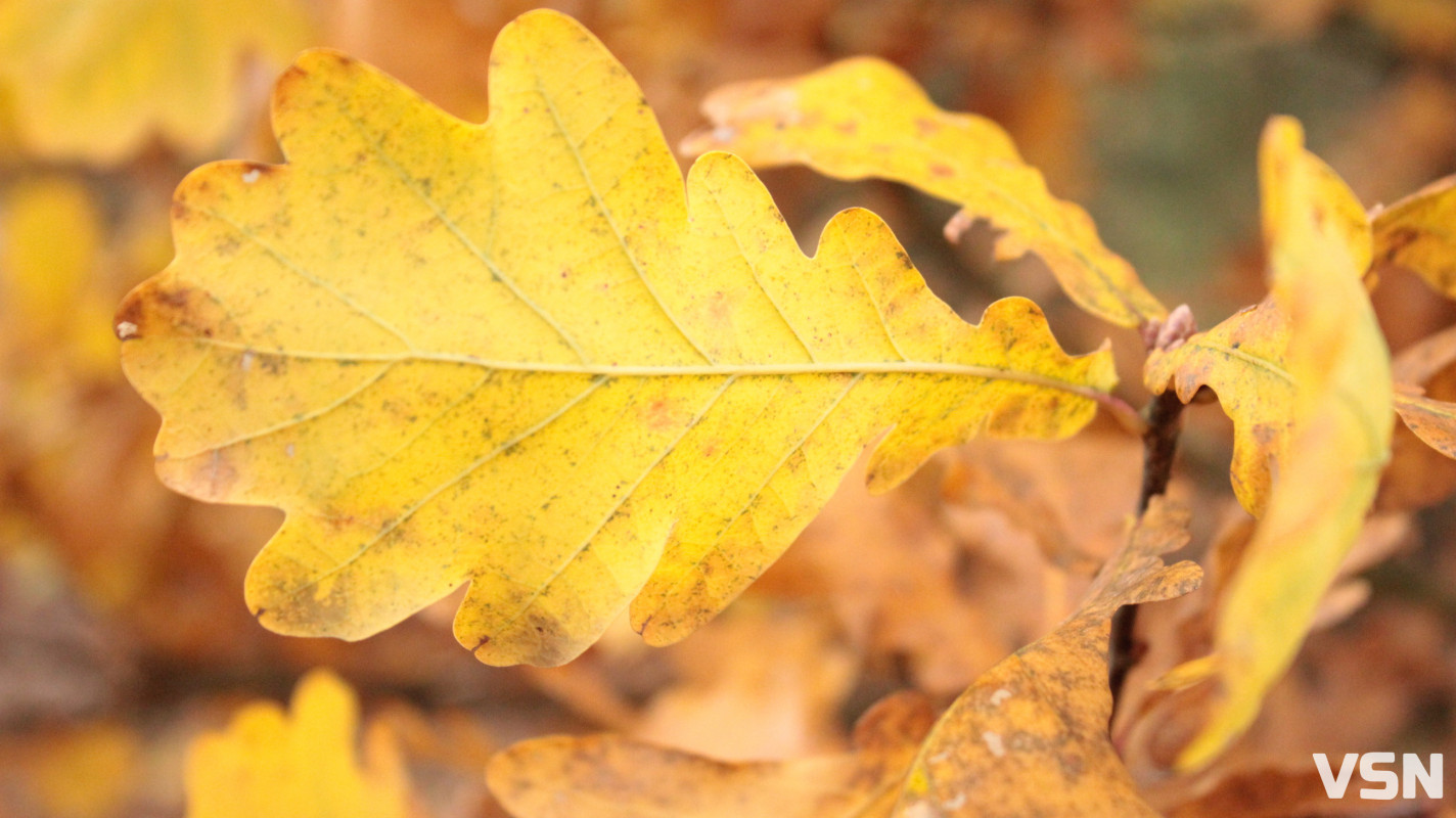 Як виглядає ліс на Волині восени. Фоторепортаж