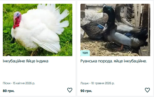 Скільки коштують інкубаційні яйця на Волині?