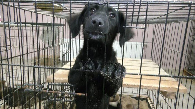 Як у Луцьку на підприємстві «Ласка» стерилізують і вакцинують тварин