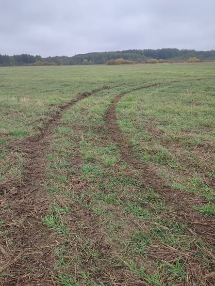 На Волині невідомі пошкодили посіви на полях: господарство підраховує збитки
