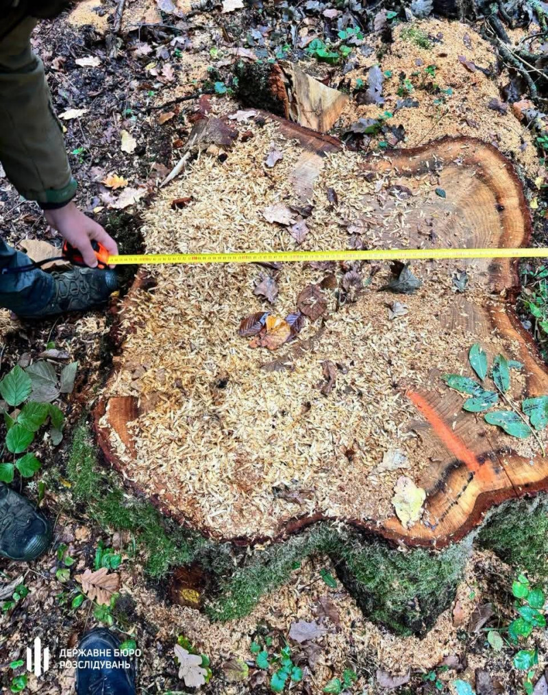 Замість хворих дерев різали здорові: на Волині лісничого підозрюють у незаконних порубках на 6,5 млн грн