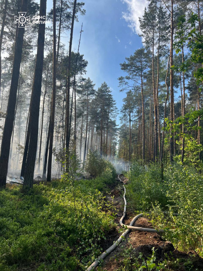 Вогонь охопив близько 5 гектарів: на Волині ліквідовували масштабну лісову пожежу