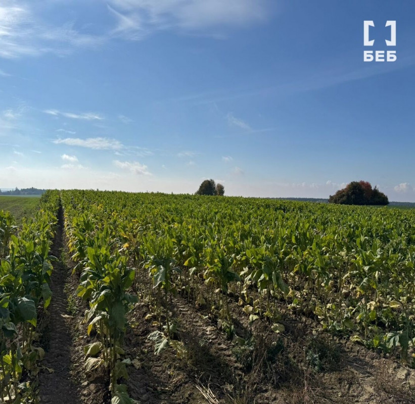 Промислові масштаби й збитки на 5 млн грн: на Волині ліквідували тіньове виробництво тютюну