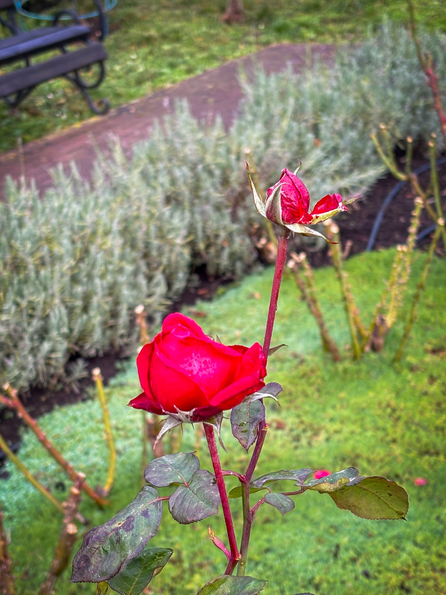 Передріздвяне диво у Луцьку: біля собору посеред зими розквітли квіти