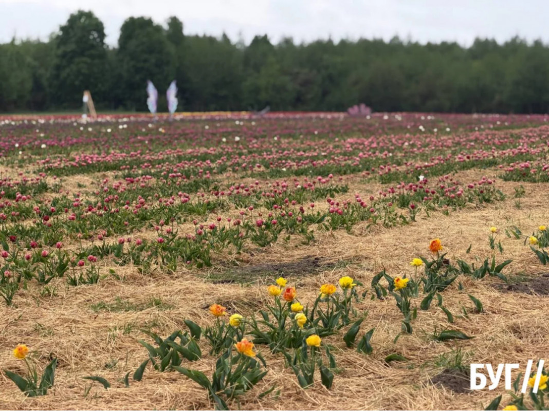 Весняна казка у «Волинській Голландії»: стартував знаменитий фестиваль тюльпанів. Фото
