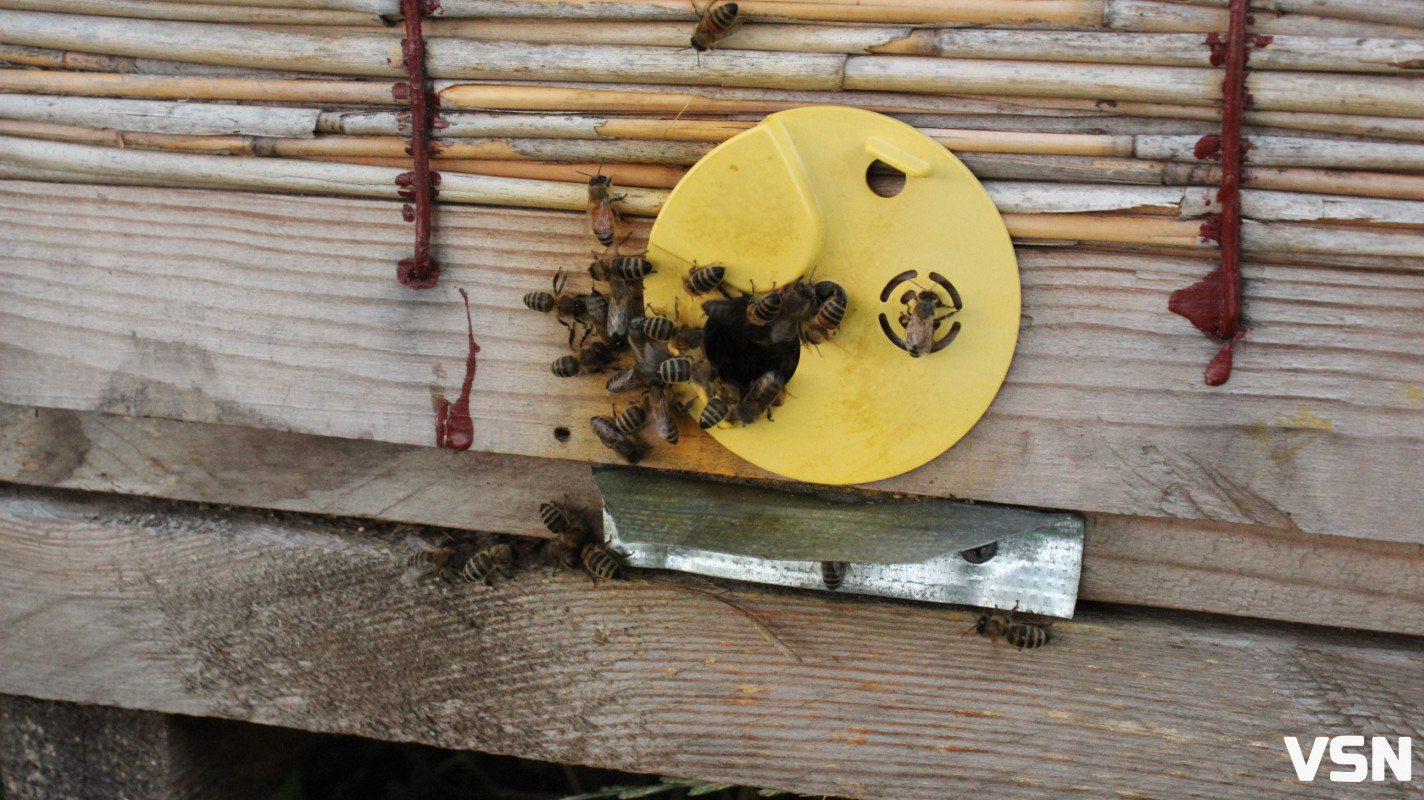 «Як не буде бджілок, не буде людей на Землі»: пасічники з Волині про підготовку вуликів до зими