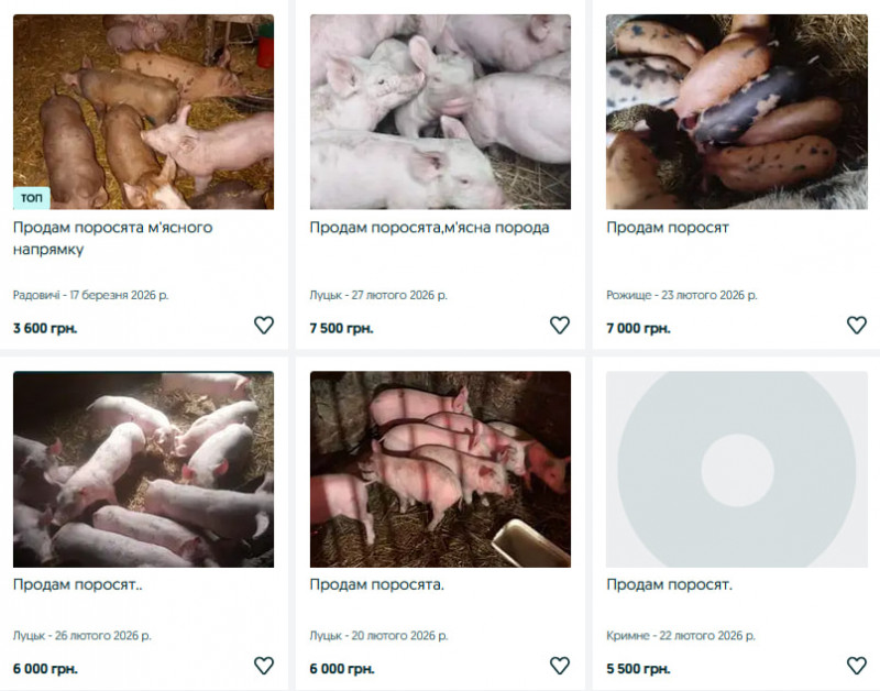 Скільки коштують поросята та свині на Волині?