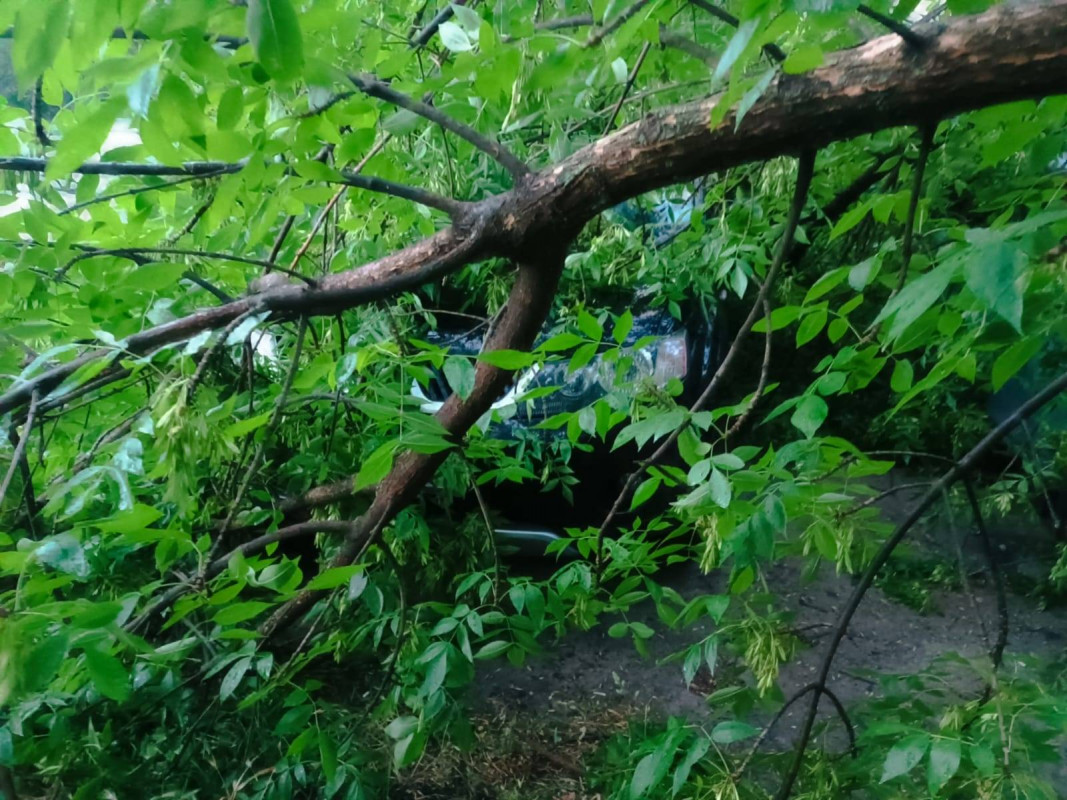 Повалені дерева та перекриті дороги: негода на Волині наробила біди. Фото