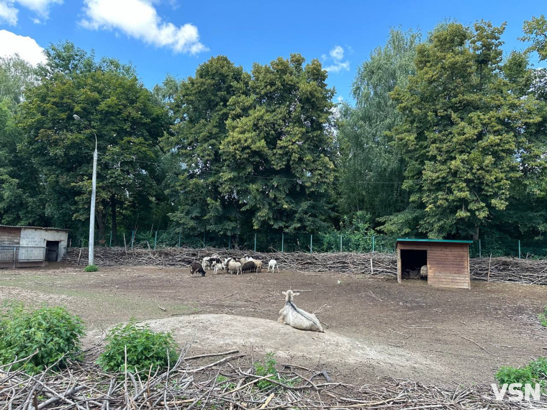 Недільний аншлаг у Луцькому зоопарку. Фото. Відео