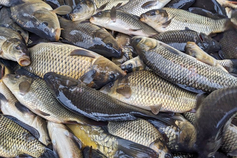 На Волині у водосховище випустили майже пів тонни риби цінних видів