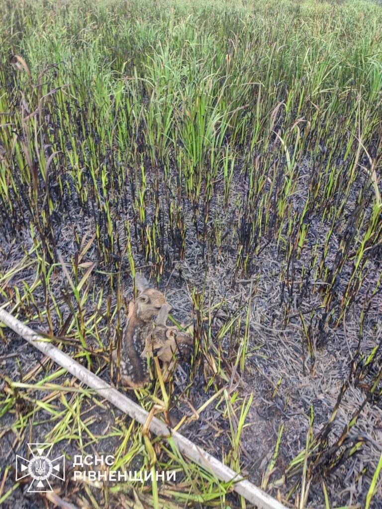 На Рівненщині врятували оленят з пожежі (фото)