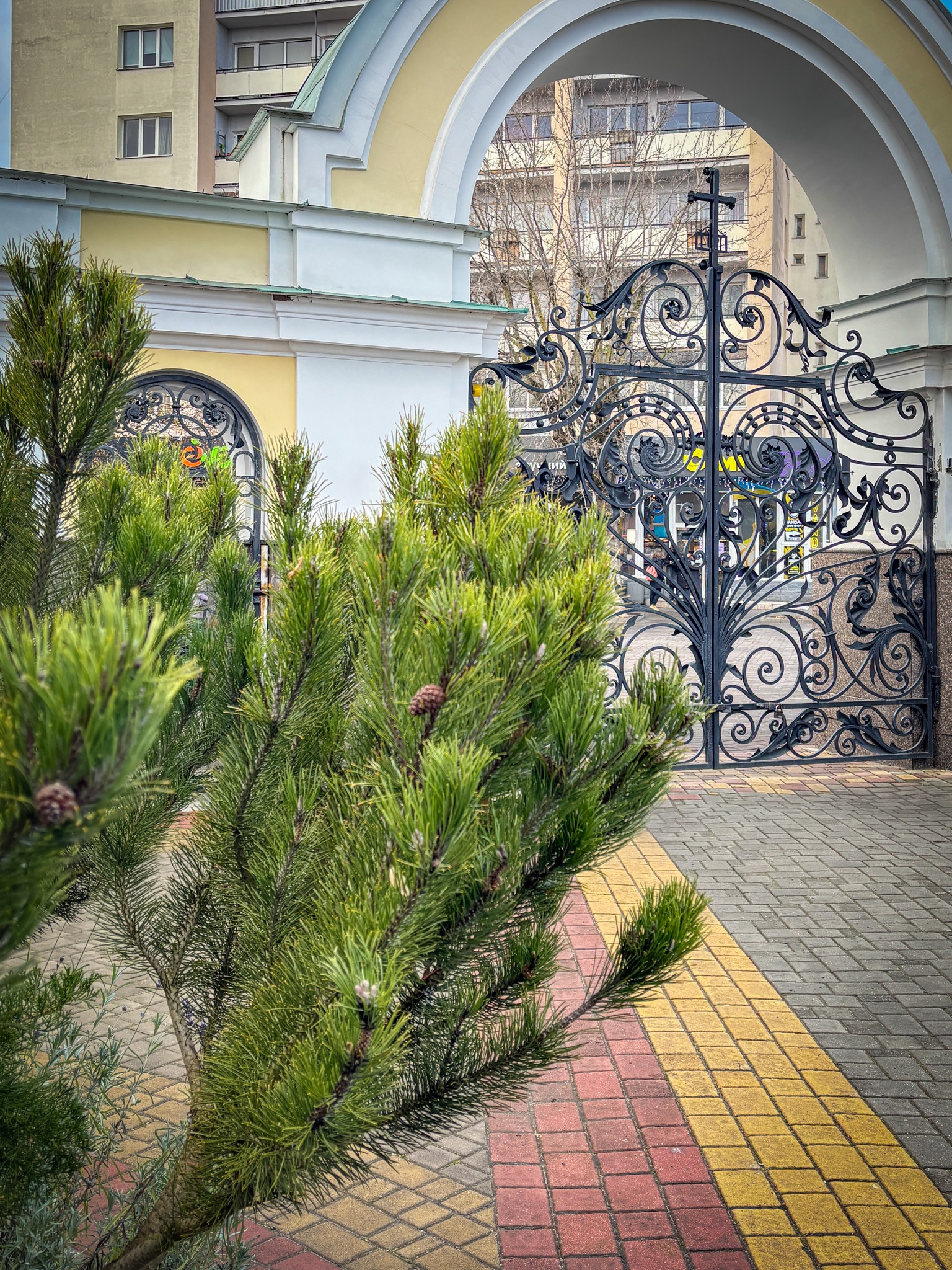 Передріздвяне диво у Луцьку: біля собору посеред зими розквітли квіти