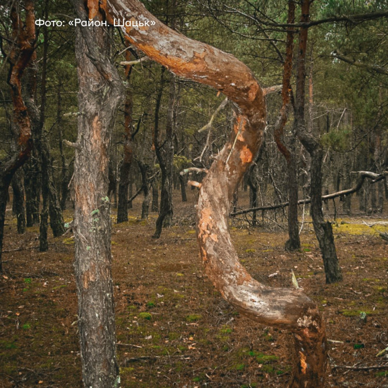 Сосни вигинаються у петлі та спіралі: на Волині росте унікальний «закручений» ліс