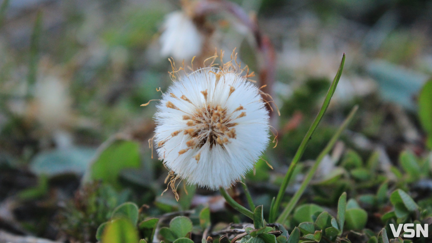 Заморозки та сильний вітер: прогноз погоди на робочий тиждень для Волині
