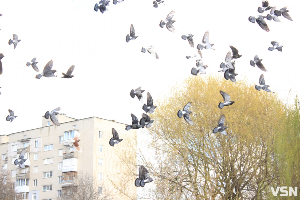 Як виглядає парк 900-річчя у Луцьку навесні 2026. Фоторепортаж