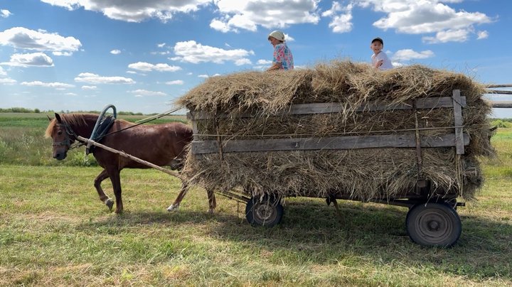 Сінокос по-волинськи: з дідівською косою, обідом у затінку та спогадами про поліські болота