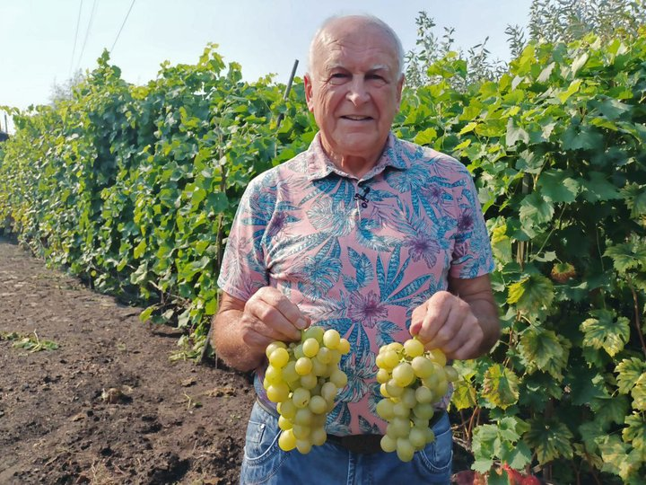 «Без хімії не обійдешся»: господар із Волині вирощує 32 сорти винограду