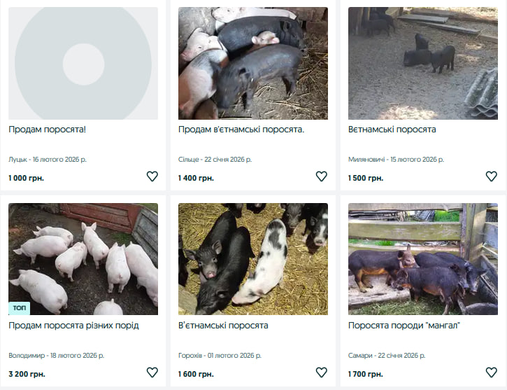 Поросята на Волині подорожчали: скільки зараз коштує молодняк і які породи найдешевші