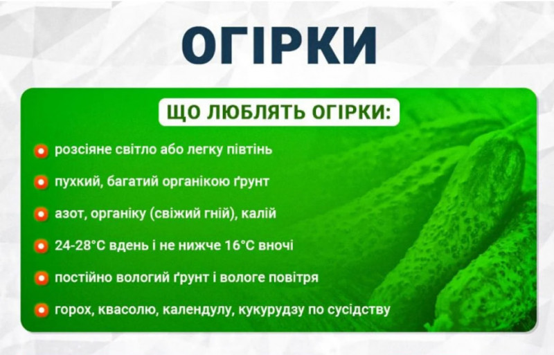 Додайте це при посадці — і огірки не встигатимете збирати