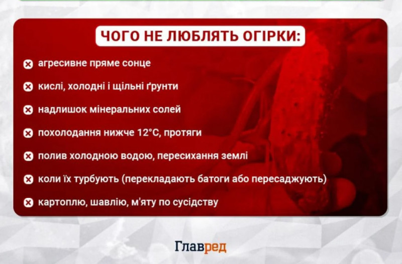 Додайте це при посадці — і огірки не встигатимете збирати