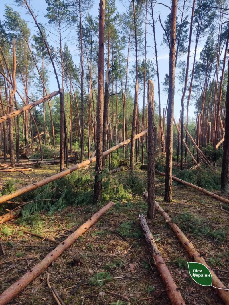 У лісах Рівненщини та Волині негода потрощила дерева. Фото
