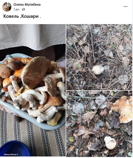 Грибний бум на Волині: де шукати білі, лисички та опеньки