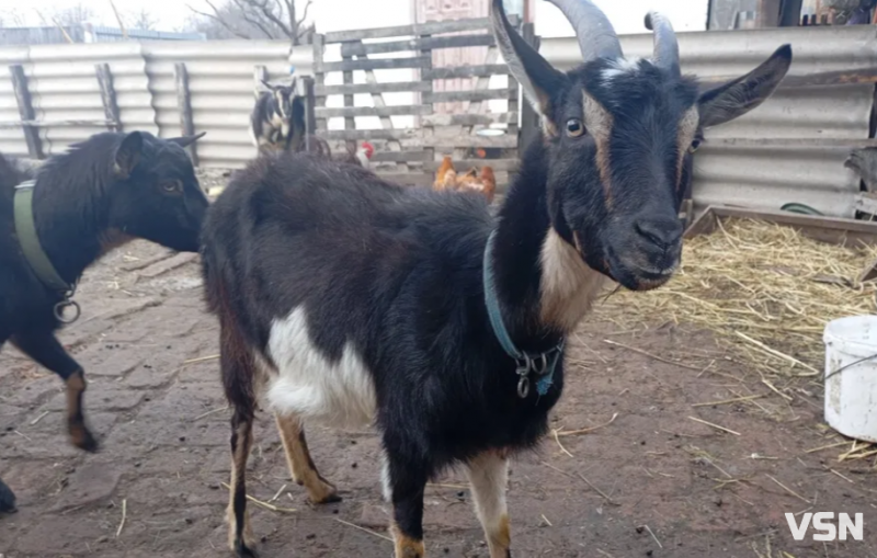 Догляд за козами навесні: поради волинського господаря з 25-річним досвідом