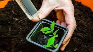 Щоб урожай був щедрим: покрокова схема підживлення розсади для волинських господарів