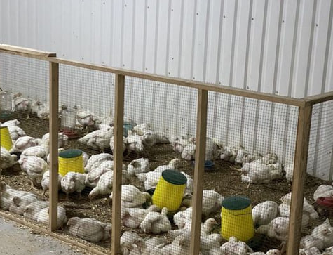 Неподалік Луцька продають птахоферму за 14 мільйонів