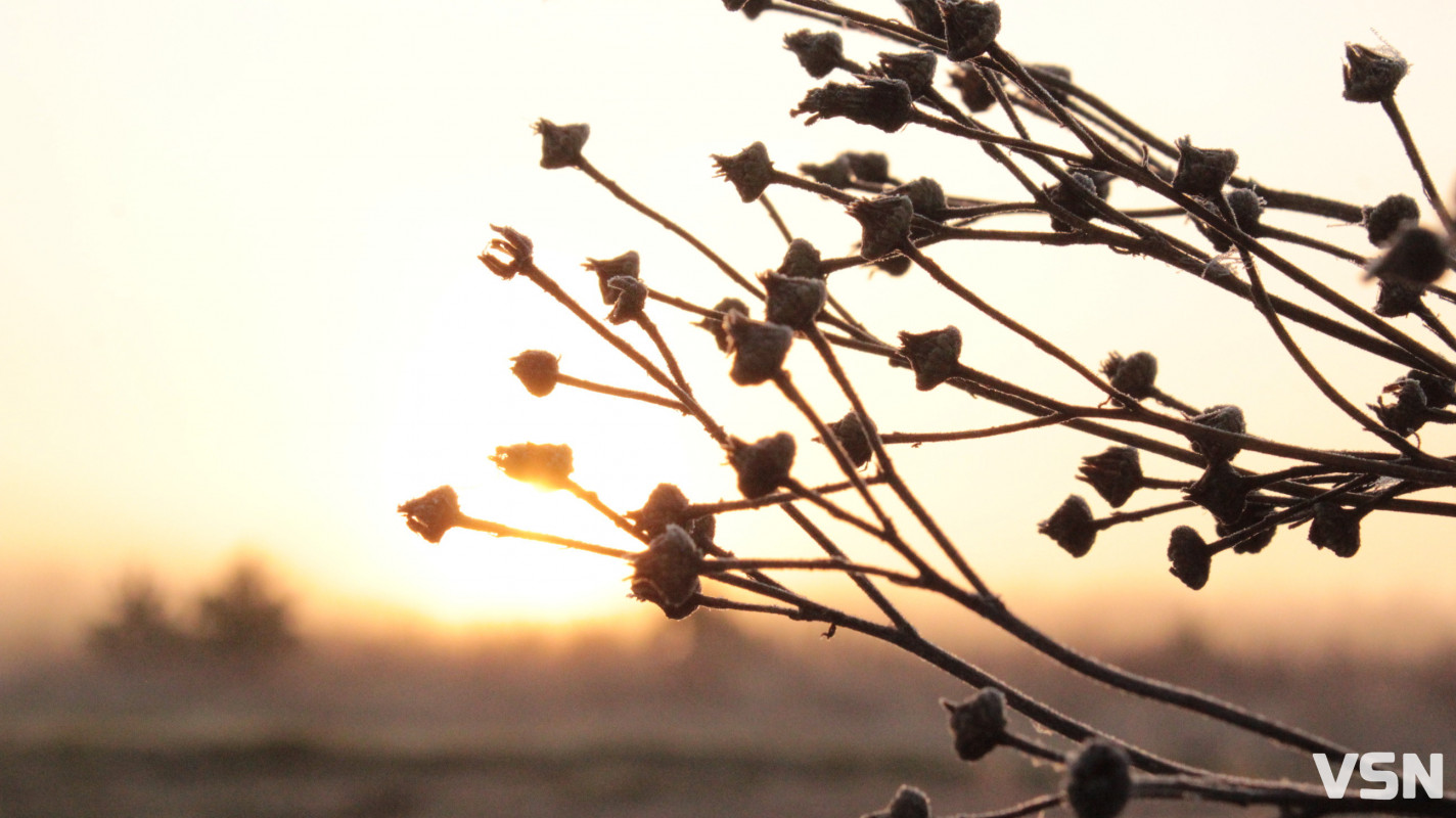 Як виглядає ліс на Волині восени. Фоторепортаж