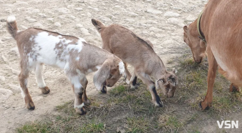 Догляд за козами навесні: поради волинського господаря з 25-річним досвідом