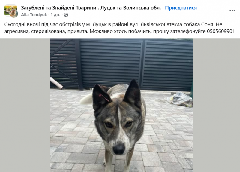 У Луцьку після атаки ворога масово розшукують собак, які повтікали від вибухів