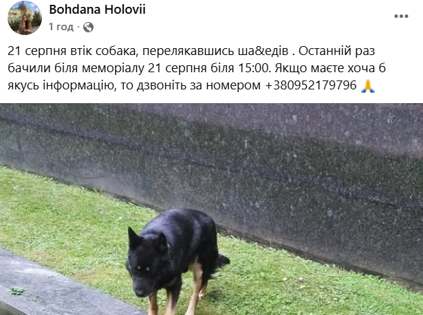 У Луцьку після атаки ворога масово розшукують собак, які повтікали від вибухів