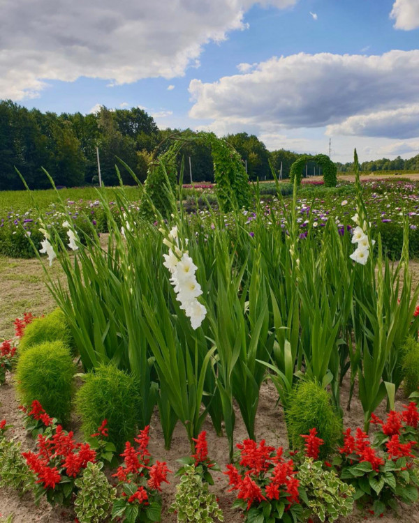 «Волинська Голландія» запрошує поглянути на осіннє поле квітів