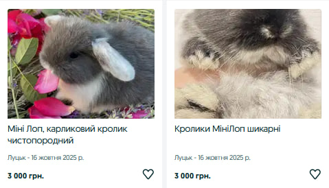 Скільки коштують декоративні та м’ясні породи кролів на Волині