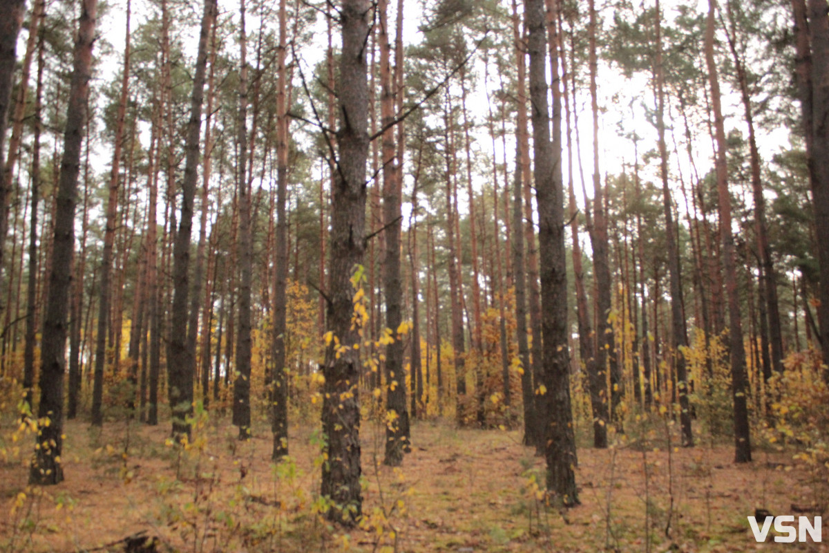 Як виглядає ліс на Волині восени. Фоторепортаж