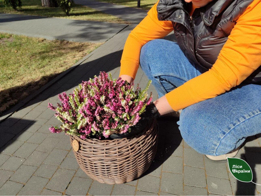 Ліси стають доступнішими: на Волині та Рівненщині готують інклюзивні місця відпочинку