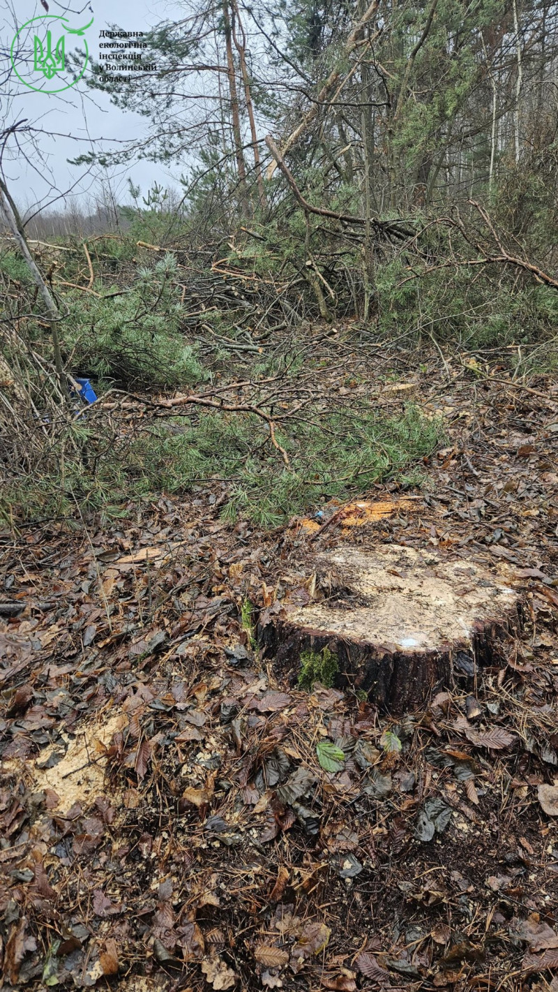 На Волині зафіксували масштабну незаконну порубку лісу