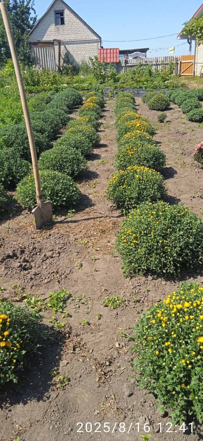 Квітнуть до самих морозів: багатодітна мама з Волині вирощує на продаж унікальні хризантеми