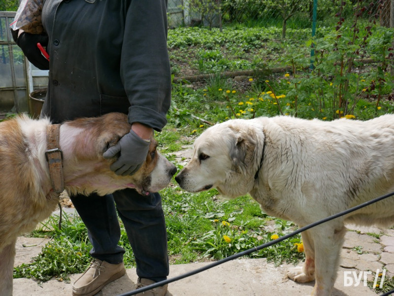 Прив’язав до плити собаку: як покарали волинянина за жорстоке поводження з тваринами