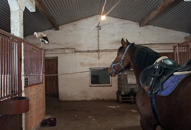 Живе у конюшні та змагається з котом: лелека став господарем стайні на Волині