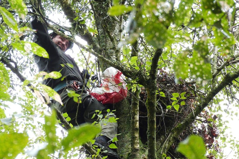 У нацпарку на Волині знайшли червонокнижне пташеня