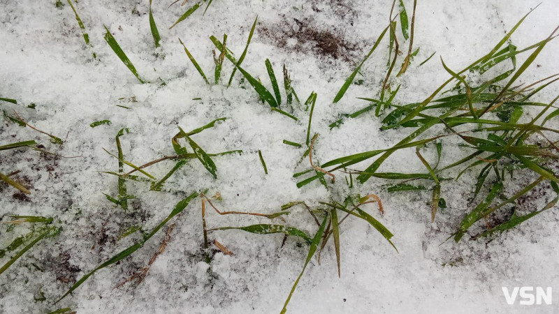 На Волині готуються до весняної посівної: що посіють на майже 600 тисяч гектарах землі